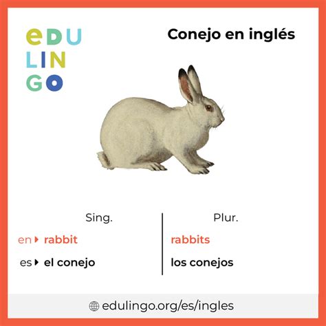 como se dice conejo en inglés